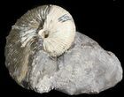 Hoploscaphites Brevis Ammonite - #43905-1
